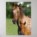 Suche nach appaloosa poster Rasse