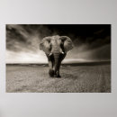 Suche nach weißer elefant poster Foto