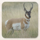 Suche nach antilope untersetzer Für alle
