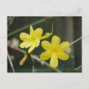 Suche nach winter blume postkarten Gelb