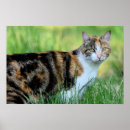 Suche nach braune katze poster Kätzchen