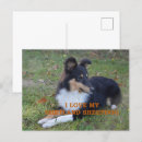 Suche nach shetland postkarten Collie