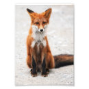 Suche nach niedliche füchse poster Wild