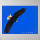Suche nach adler poster Natur