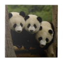 Suche nach tragen fliesen Panda