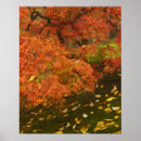 Suche nach acer poster Oregon