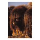 Suche nach steve kazlowski poster Nordhang
