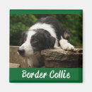Suche nach collie magnete Border collie welpe