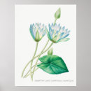 Suche nach antike botanische illustration poster Blume