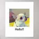 Suche nach chihuahua poster Welpen