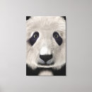 Suche nach panda leinwandbilder Bär