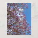 Suche nach jacaranda postkarten Blume