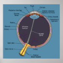 Suche nach medizinisches diagramm poster Auge