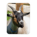 Suche nach ziege magnete Jede person