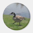 Suche nach wilde gans magnete Fotografie