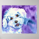 Suche nach bichon frises poster Welpen