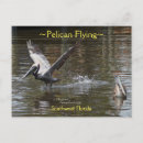 Suche nach pelikan postkarten Fliegen