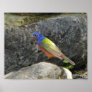 Suche nach vogel auf felsen poster Wildtiere