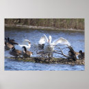 Suche nach schwan poster Vögel