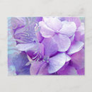 Suche nach lila hydrangea postkarten Botanisch