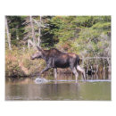 Suche nach kuh foto poster Kalb