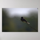 Suche nach aster poster Fotografie