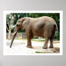 Suche nach african poster Animals