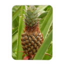 Suche nach tropische frucht magnete Jede person