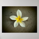 Suche nach hawaii blume poster Plumeria
