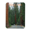 Suche nach sequoia magnete Nationalpark