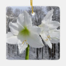 Suche nach amaryllis ornamente Weiß