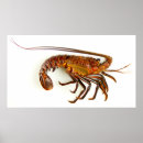 Suche nach stachelig poster Hummer