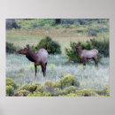 Suche nach rocky mountain nationalpark poster Wild