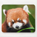 Suche nach tierfotos mousepads Wildtiere