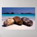 Suche nach seelöwen poster Strand