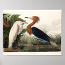 Suche nach audubon poster Vögel