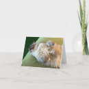 Suche nach ragdolls karten Haustiere