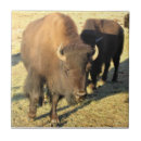 Suche nach bison fliesen Herde