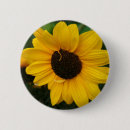 Suche nach gelbe sonnenblumen buttons Fotografie