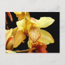 Suche nach orchideen blumen postkarten Gelb