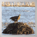Suche nach eagle poster Vögel