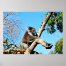 Suche nach beuteltiere kunst Koala