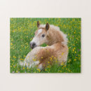 Suche nach fohlen puzzle Pferd