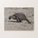 Suche nach schildkröte puzzle Freund