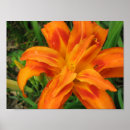 Suche nach taglilien poster Natur