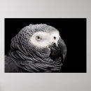 Suche nach afrikanisches grau poster Vögel