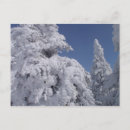 Suche nach nadelbaum postkarten Winter
