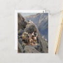 Suche nach apathie postkarten Geronimo