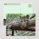Suche nach getrübt Leopard