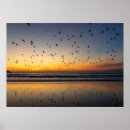 Suche nach pelikan poster Himmel